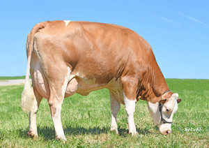 HERZSCHLAG - Krone HERZSCHLAG - Krone