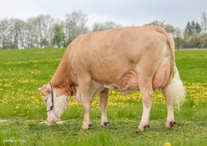 F- Cow HOCHHINAUS - FAMOUS