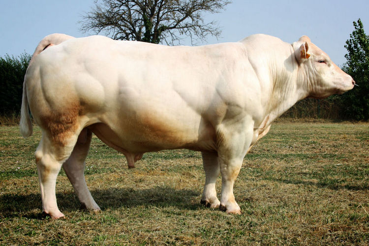 RMC - Culard Charolais Polled Bull