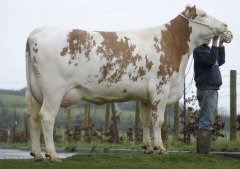 F1 Heifer imported from Austria 2012 and sold at our Fleckvieh sale for 2750gns.
