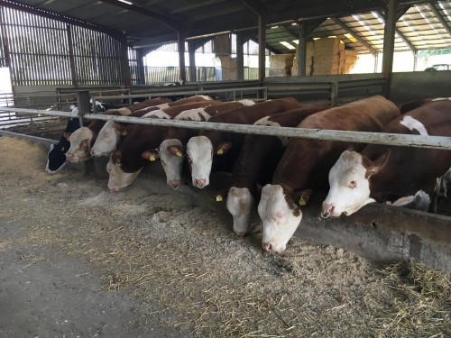 Fleckvieh Genetics for Shrewsbury Auction, 24th March 2020