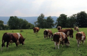 Fresh New Load of Bulls Arriving