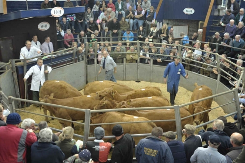 Fleckvieh Genetics for Carlisle Auction, 3rd April 2019