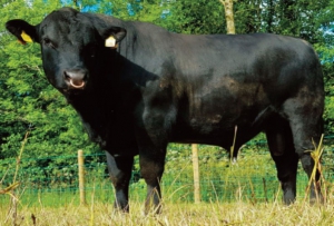 TYRONE MATADOR