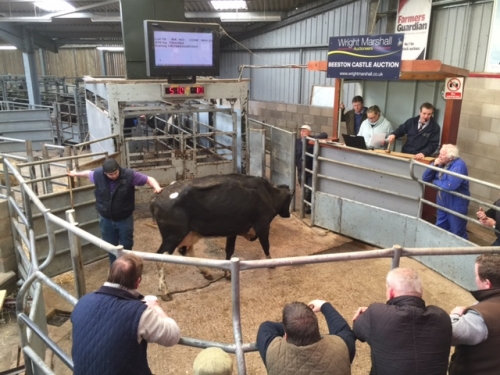 SQ Fleckvieh Genetics for Beeston Auction, March 2018